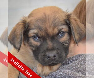 Boxador Dogs for adoption in Huntley, IL, USA