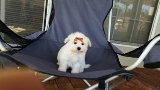 Maltese-Poodle (Toy) Mix Puppy for sale in LOS ANGELES, CA, USA