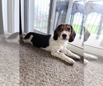 Small Photo #3 Beagle Puppy For Sale in BEAVER CREEK, OH, USA