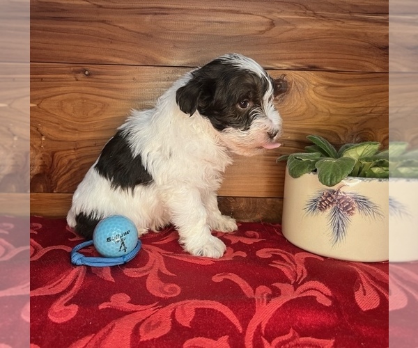 Medium Photo #3 Schnauzer (Miniature) Puppy For Sale in BIG CABIN, OK, USA