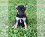 Small #6 Doberman Pinscher-German Shepherd Dog Mix