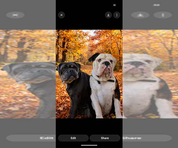 Medium Photo #1 Olde English Bulldogge Puppy For Sale in OSCEOLA, IN, USA