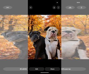 Father of the Olde English Bulldogge puppies born on 03/04/2026