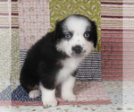 Small #10 Miniature Australian Shepherd