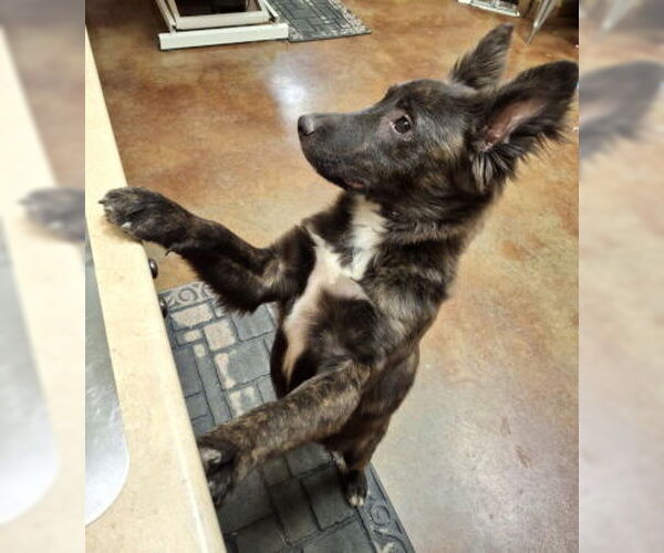 Medium Photo #2 Holland Shepherd-Unknown Mix Puppy For Sale in Mountain View, AR, USA