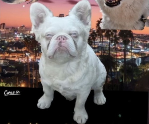 Medium Photo #1 French Bulldog Puppy For Sale in CHARLOTTE, NC, USA