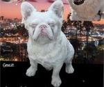 Small Photo #1 French Bulldog Puppy For Sale in CHARLOTTE, NC, USA