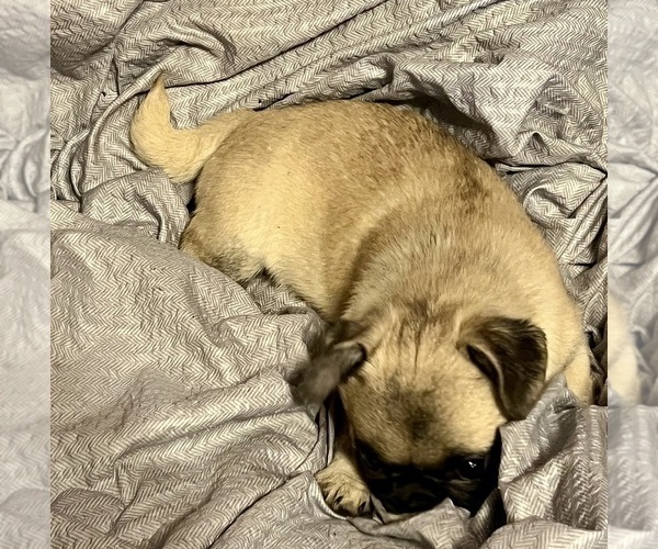 Medium Photo #9 Pug Puppy For Sale in MERIDEN, MN, USA