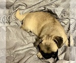 Small #8 Pug