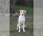 Small #6 American Pit Bull Terrier Mix