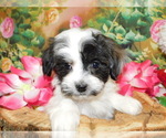 Small Photo #5 Havanese Puppy For Sale in HAMMOND, IN, USA