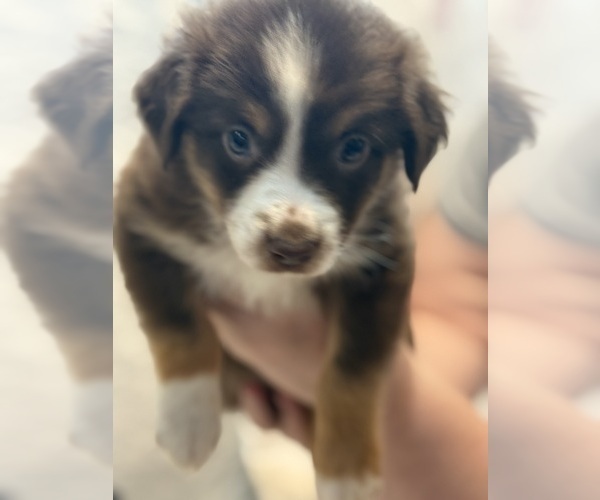Medium Photo #1 Australian Shepherd Puppy For Sale in WEBSTER, FL, USA