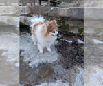 Small #2 Pomeranian