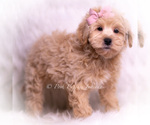 Small Photo #63 Maltipoo (Miniature) Puppy For Sale in WARSAW, IN, USA