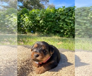 Yorkshire Terrier Puppy for sale in HILLSBORO, TX, USA