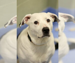Mutt Dogs for adoption in Webster, WI, USA