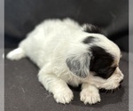 Small #8 Pembroke Welsh Corgi-Poodle (Miniature) Mix
