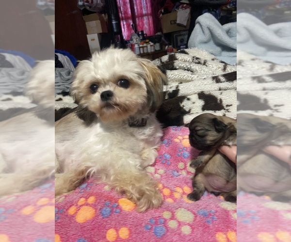Medium Photo #1 Shih Tzu Puppy For Sale in PERRY, OH, USA