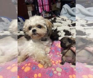 Mother of the Shih Tzu puppies born on 08/31/2025