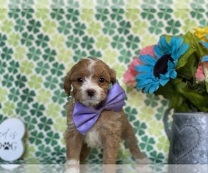 Cavapoo Puppy for sale in LANCASTER, PA, USA