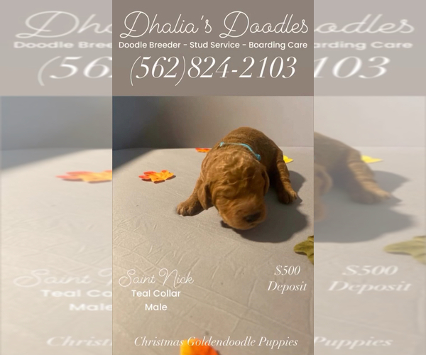 Medium Photo #12 Goldendoodle Puppy For Sale in BREA, CA, USA