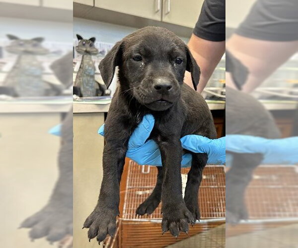 Medium Photo #1 Mutt Puppy For Sale in San Antonio, TX, USA