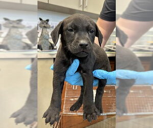 Mutt Dogs for adoption in San Antonio, TX, USA