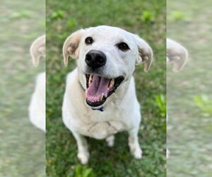 Labrador Retriever-Unknown Mix Dogs for adoption in Ocean Springs, MS, USA