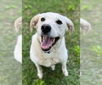 Small Labrador Retriever Mix