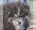 Small #4 Pomsky