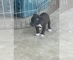 Puppy Puppy 4 Frank Boxer