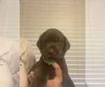 Small Photo #1 Labrador Retriever Puppy For Sale in LYMAN, SC, USA