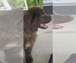 Puppy Cinnamon Newfoundland