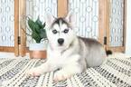 Small Photo #3 Siberian Husky Puppy For Sale in NAPLES, FL, USA