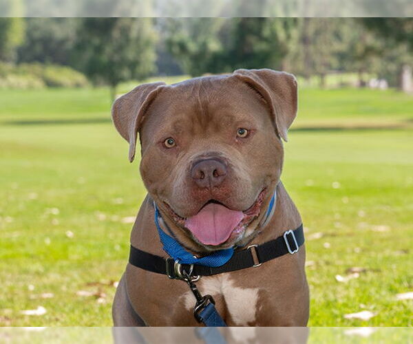 Medium Photo #1 American Pit Bull Terrier Puppy For Sale in Pasadena, CA, USA