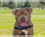 Small American Pit Bull Terrier