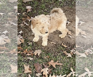 Goldendoodle Puppy for sale in SALUDA, SC, USA