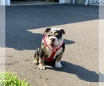 Small Photo #6 English Bulldogge Puppy For Sale in OXFORD, CT, USA