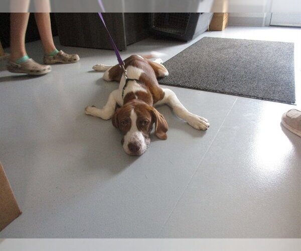 Medium Photo #1 American Foxhound-Plott Hound Mix Puppy For Sale in Ocala, FL, USA