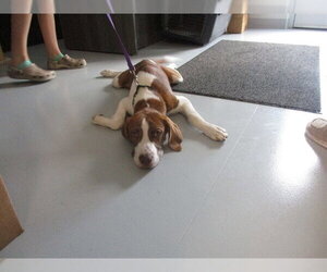 American Foxhound-Plott Hound Mix Dogs for adoption in Ocala, FL, USA