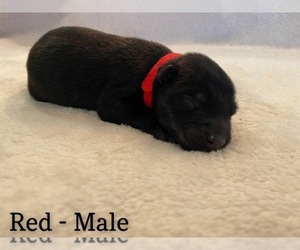 Belgian Malinois Puppy for sale in GUNTOWN, MS, USA