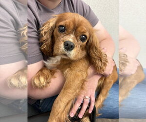 Maria - Female Cavalier King Charles Spaniel Dog for Adoption - Photo #3