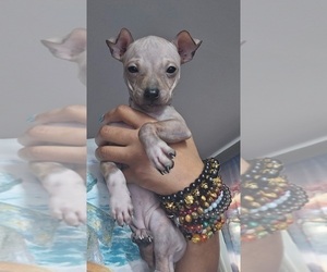 Medium Miniature American Hairless Terrier