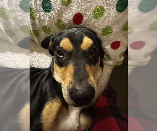 Medium Photo #8 Mutt Puppy For Sale in Springdale, PA, USA