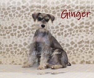 Mother of the Schnauzer (Miniature) puppies born on 03/23/2026
