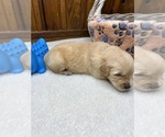 Small #20 Golden Retriever