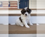 Small Photo #2 Aussiedoodle Puppy For Sale in CONWAY, MO, USA