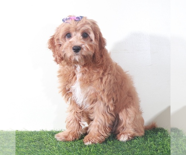 Medium Photo #6 Cavapoo (Miniature) Puppy For Sale in MOUNT VERNON, OH, USA