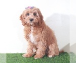Small #5 Cavapoo (Miniature)