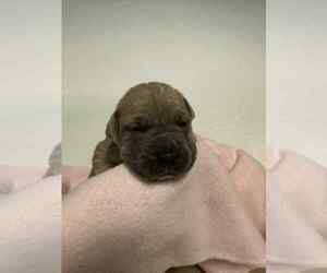 Cane Corso Puppy for sale in CAMBY, IN, USA